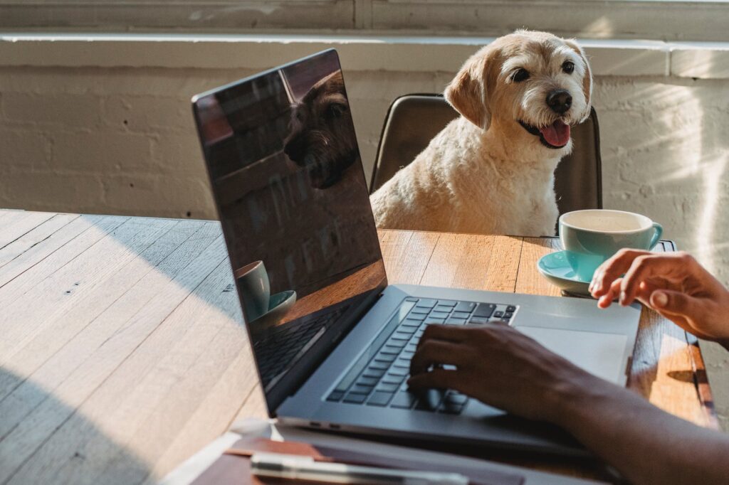 faceless black lady working remotely on laptop near dog