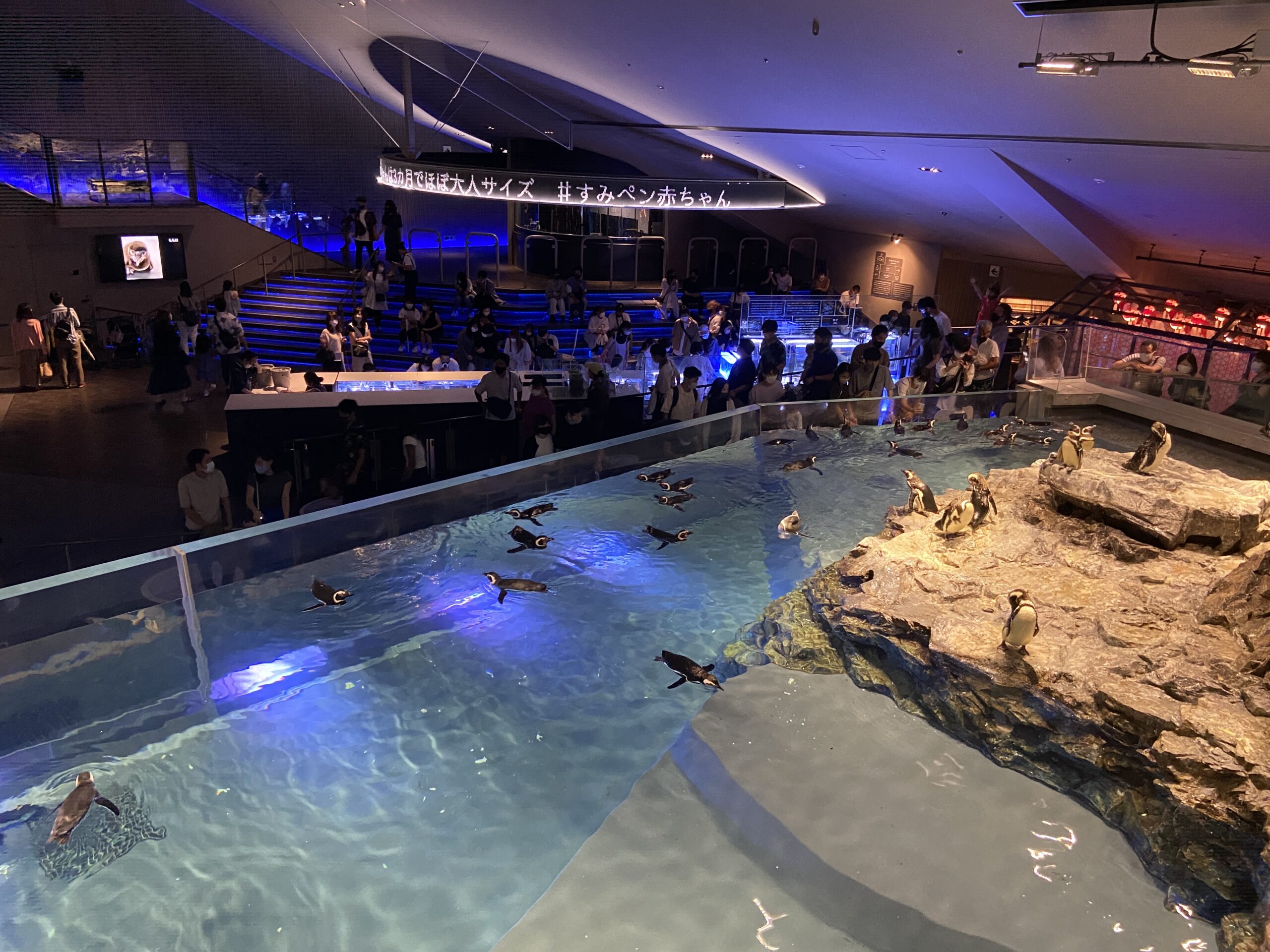 すみだ 水族館 しょぼい